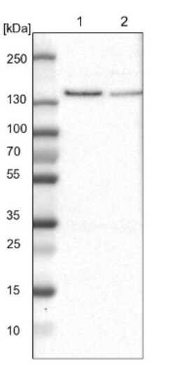 USP28 Antibody, Novus Biologicals:Antibodies:Primary Antibodies